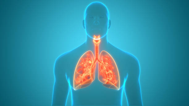 istock Human Respiratory System Lungs Anatomy 1313994095