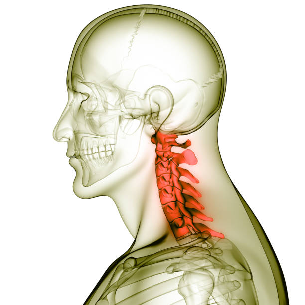 kręgosłup kręgosłupa kręgosłupa kręgów szyjnych ludzkich szkielet anatomii - paralysis human spine x ray image human bone zdjęcia i obrazy z banku zdjęć
