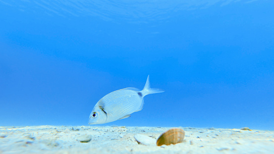 Close-up of fish swimming at bottom of Adriatic sea, Croatia.
