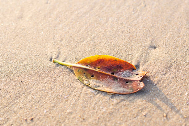 Dry leaves on the sand.