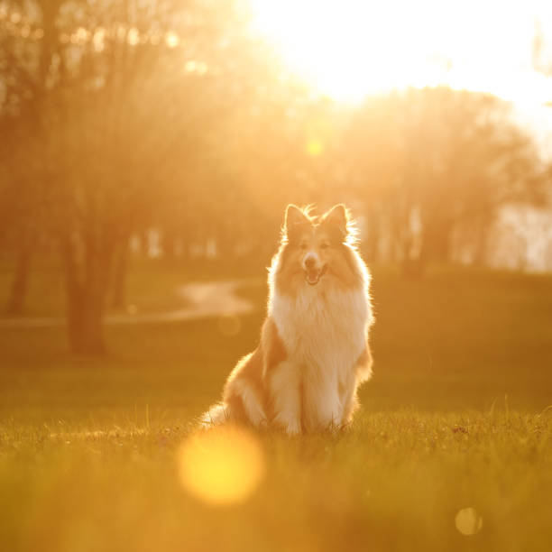 istock Shetland sheepdog - Sheltie - on a sunset park background. 1314000269