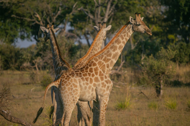 istock Giraffes in Masai Mara Reserve 1314002625