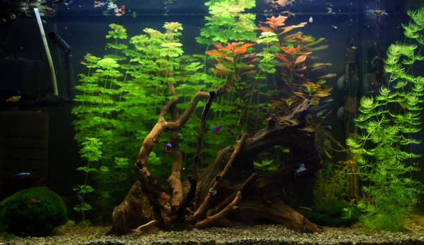 istock Home aquarium with fishes, driftwood and greenery. 1314002725