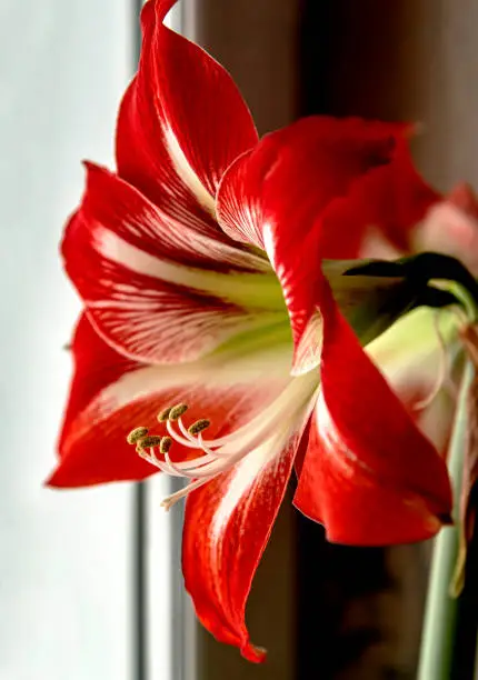 Photo of large red Amaryllis flowers bloom on the windowsill