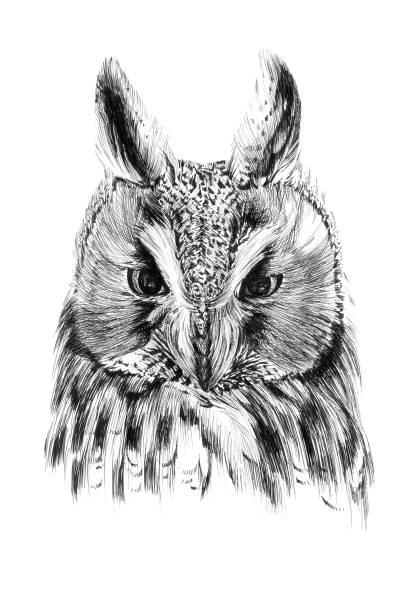 istock Hand drawn owl portrait, sketch graphics monochrome illustration 1314003991