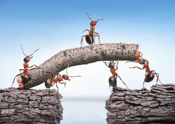 Photo of team of ants works constructing bridge