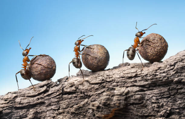 istock ants roll heavy stones uphill at rock 1314004566