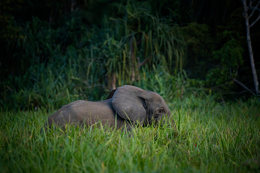 Rare wildlife shot of an African forest elephant (Loxodonta africana cyclotis)  in Lango Bai (saline, mineral lick) in the rainforest of the Congo Basin. This rich mineral clearing is located in the middle of the rainforest where forest elephants gather in large numbers to reap the benefits of the mineral salts. The species has been listed as Critically Endangered on the IUCN Red List. Odzala National Park, Republic of Congo.