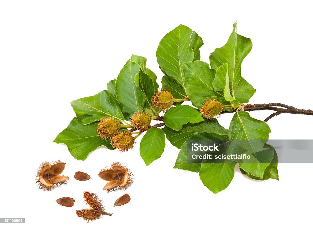 Beech brunch Beech Branch with leaves and seeds Beech Tree Stock Photo