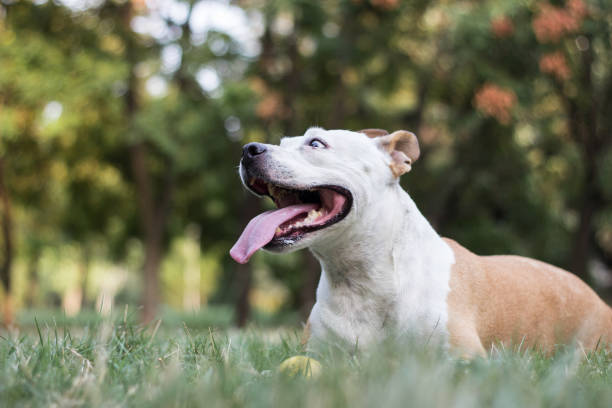 istock Friendly dog playing in the public park 1314006691