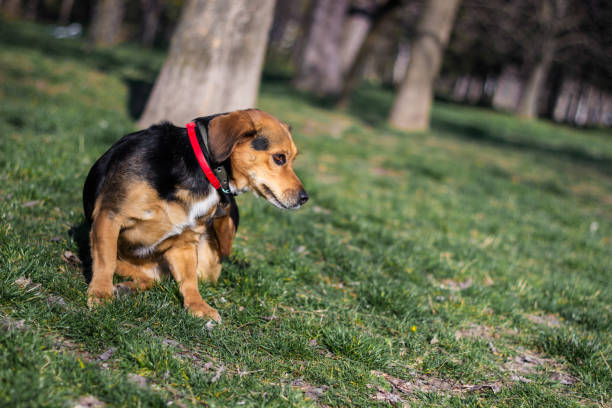istock Small cute dog scratches himself in the park 1314006756