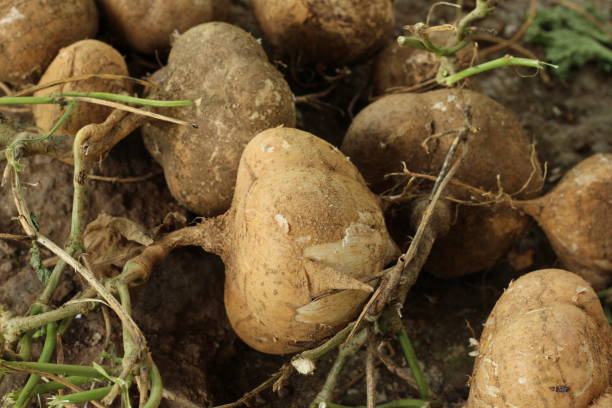Jicama tubers (Pachyrhizus Erosus) after being harvested from the garden. This fresh tropical plant is perfect for even salads. Jicama roots or tubers (Pachyrhizus Erosus) after being harvested from the garden. This fresh tropical plant is perfect for even salads. pachyrhizus erosus stock pictures, royalty-free photos & images
