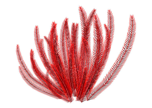 istock 3D illustration coral on white 1314008293