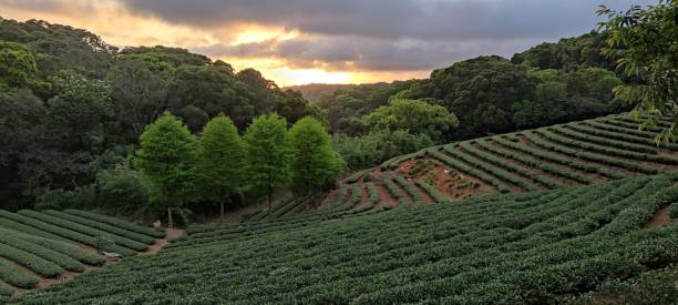 istock tea plantation landscape sunset, Taiwan 1314008516