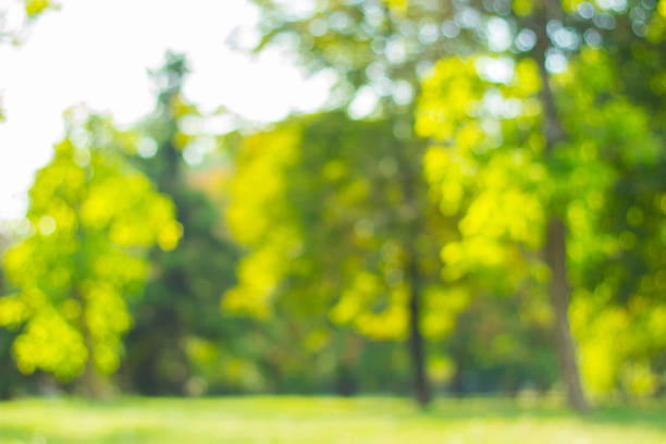 istock City park bokeh background 1314008573