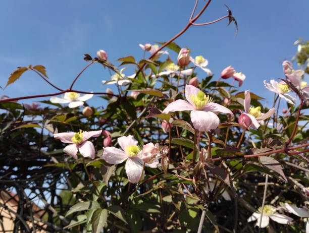 istock Clematis Montana 'Mayleen', vigorous climber 1314008670