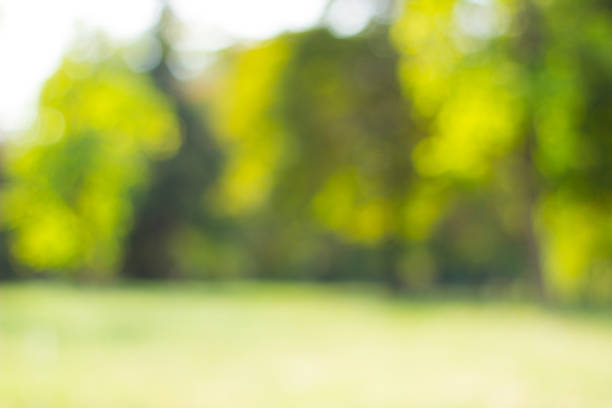 istock City park bokeh background 1314008693