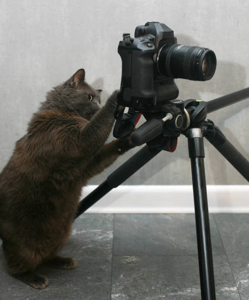 istock A gray domestic cat as a photographer with a camera on a tripod. 1314009257