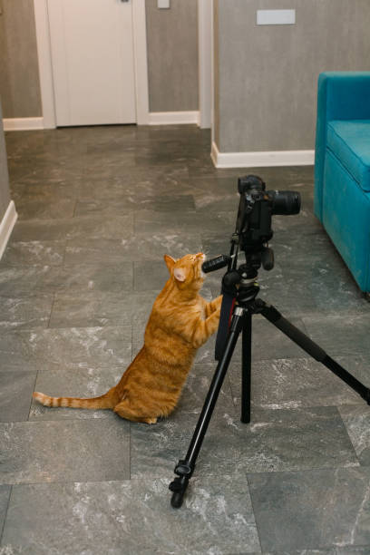 istock A ginger house cat is gnawing a photo tripod. 1314009268