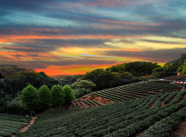 istock tea plantation landscape sunset, Taiwan 1314009465