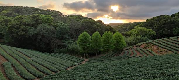 istock tea plantation landscape sunset, Taiwan 1314009579