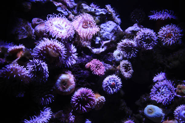 Flesh-eating anemone (Urticina piscivora), also known as the blood sucking urticina.