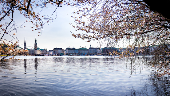 fantastic springtime view through cherry blossom trees over the serene waterfront of binnenalster lake to hamburg skyline with jungfernstieg and magnificent town hall at daytime, germany