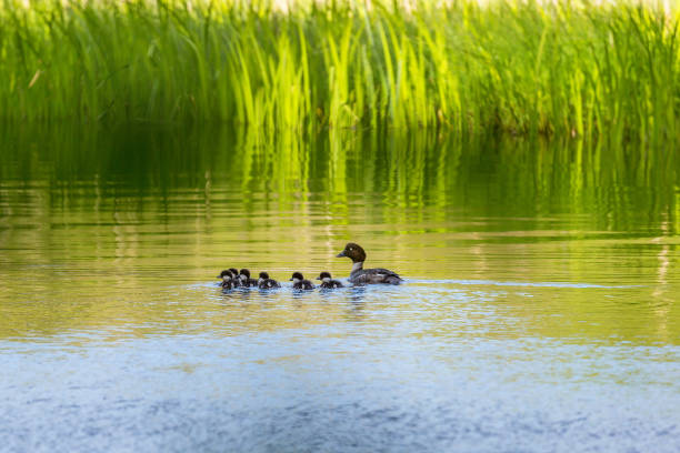 Goldeneye with its baby birds swimming in the lake Goldeneye with its baby birds swimming in the lake female goldeneye duck bucephala clangula swimming stock pictures, royalty-free photos & images