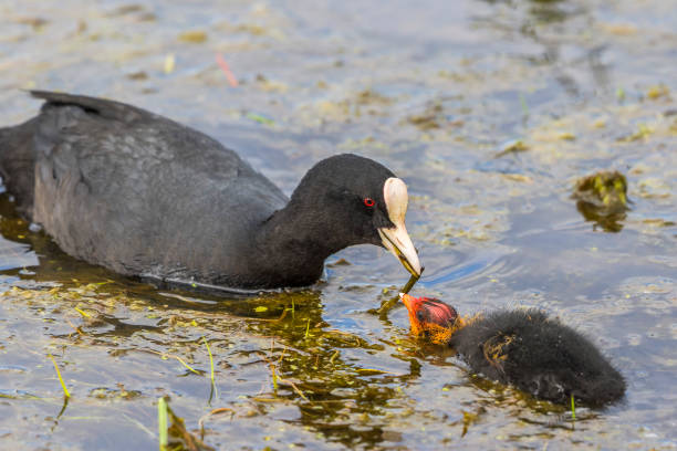 istock Coot feeding her new-born chicken with plants 1314012179