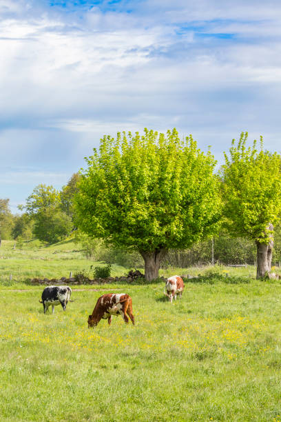 istock Dairy cows in a pasture with pollard trees 1314012206