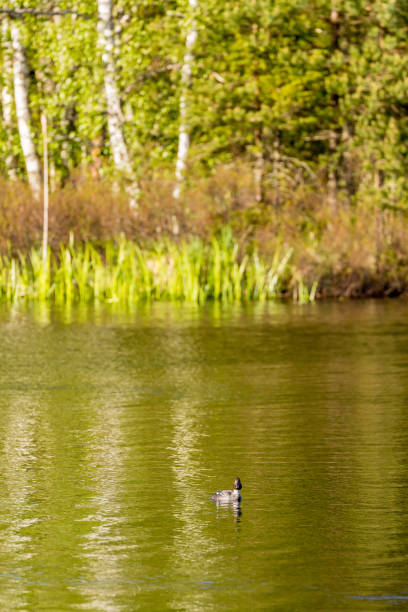 Goldeneye in a forest lake Goldeneye in a forest lake female goldeneye duck bucephala clangula swimming stock pictures, royalty-free photos & images