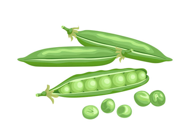 Cartoon Pea Pod Stock Photos, Pictures & Royalty-Free Images - iStock