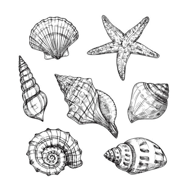 ilustraciones, imágenes clip art, dibujos animados e iconos de stock de conchas marinas dibujadas a mano. molusco tropical de mariscos estrellado en estilo grabado vintage. colección de vectores aislados de conchas marinas - concha