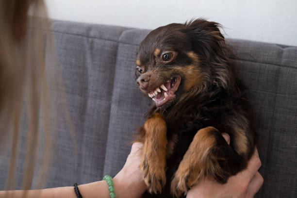 istock womans hands hold cute angry brown russian toy terrier 1314014647