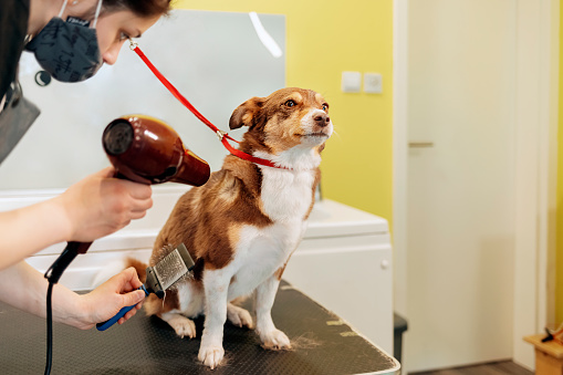 Woman Blowing Dry the Dog Hair in the Grooming Salon. Little Dog at Grooming Procedures, Pet Get Beauty Procedures in Salon. Professional Care of Dogs