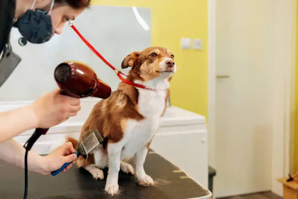 Photo of Pet Get Beauty Procedures in Salon