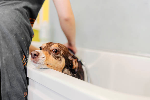 istock I believe I'm getting a treat after this 1314014999