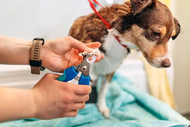 Close Up of Cutting Dog Nail With a Nail Clipper. Little Dog at Grooming Procedures, Pet Get Beauty Procedures in Salon. Professional Care of Dogs