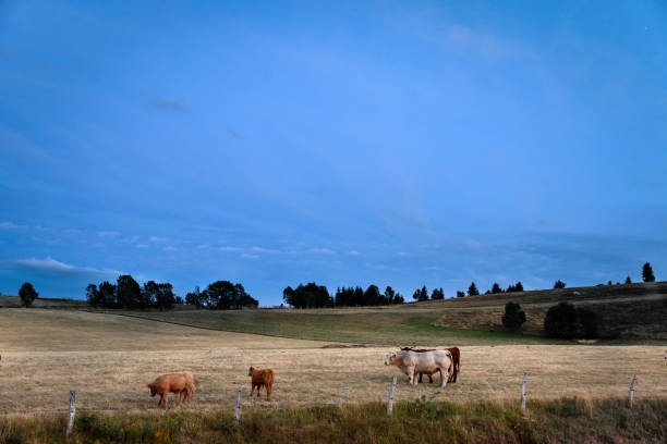 istock Small herd of cows in the evening 1314016080