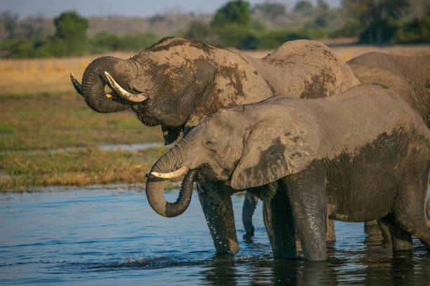 istock Elephants in Chobe National Park 1314017311