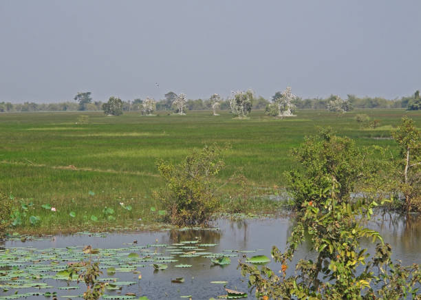 istock view over wetland to pekican roost 1314017698