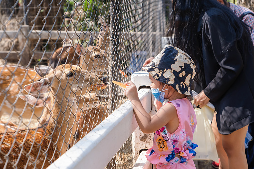 Adorable child girl wearing medical face mask to prevent Covid-19 pandemic disease symptoms during traveling tour with mother or family. Cute girl feeding deer with a carrot at zoo at bright sunny.
