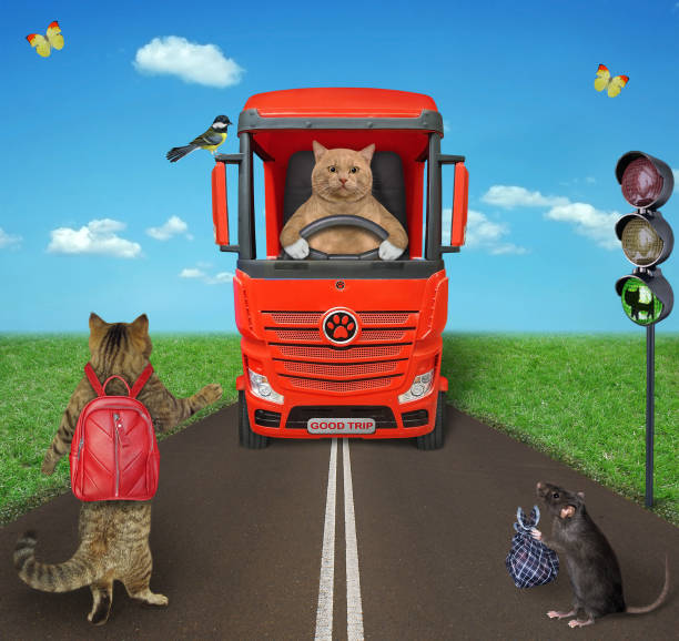 istock Cat beige hitchhiking along road 3 1314024457