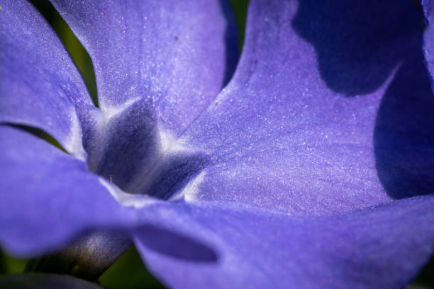 istock blooming periwinkle in the park close up 1314024475