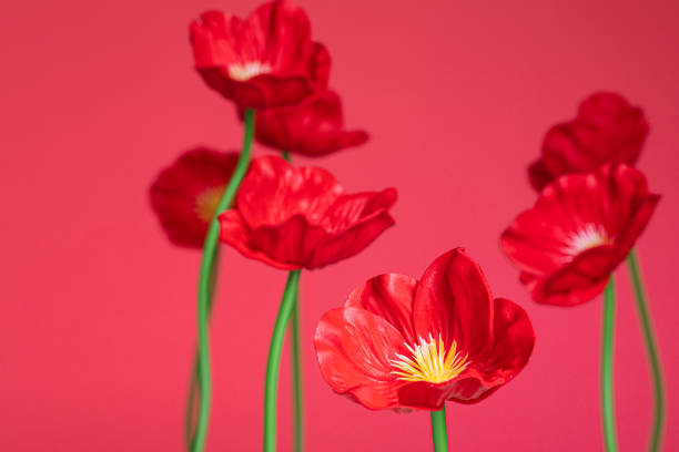 poppy flowers plastic on red background close up - plastic poppy imagens e fotografias de stock