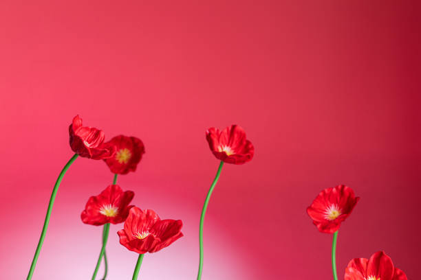 poppy flowers plastic on red background close up - plastic poppy imagens e fotografias de stock