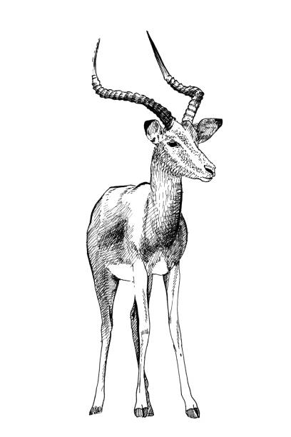 illustrations, cliparts, dessins animés et icônes de illustrations dessinées à la main d’impala - antilope