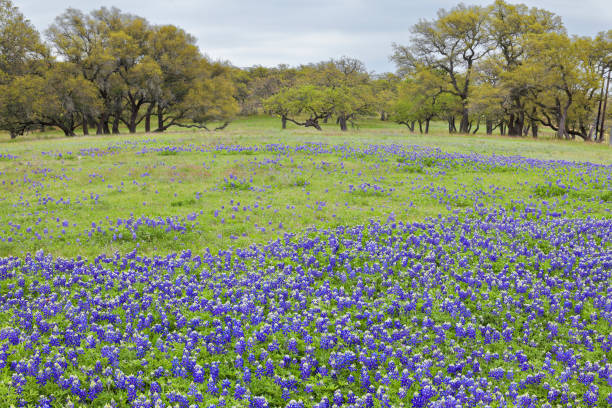istock Bluebonnet Field - Texas Hill Country 1314027202
