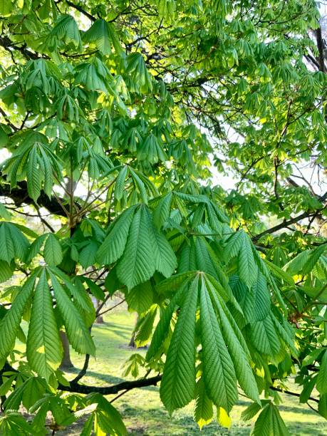 istock Horse Chestnut Tree Leaves 1314029628