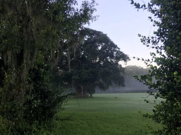 istock Morning Fog 1314029876